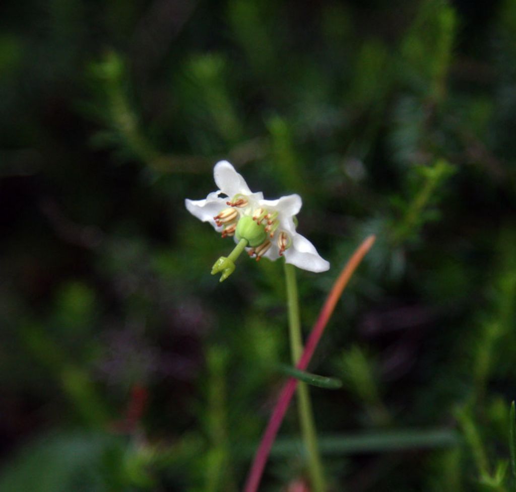 Moneses uniflora / Piroletta soldanina